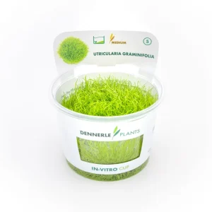 Kleiner Wasserschlauch, Utricularia graminifolia, In Vitro Preis Gesenkt